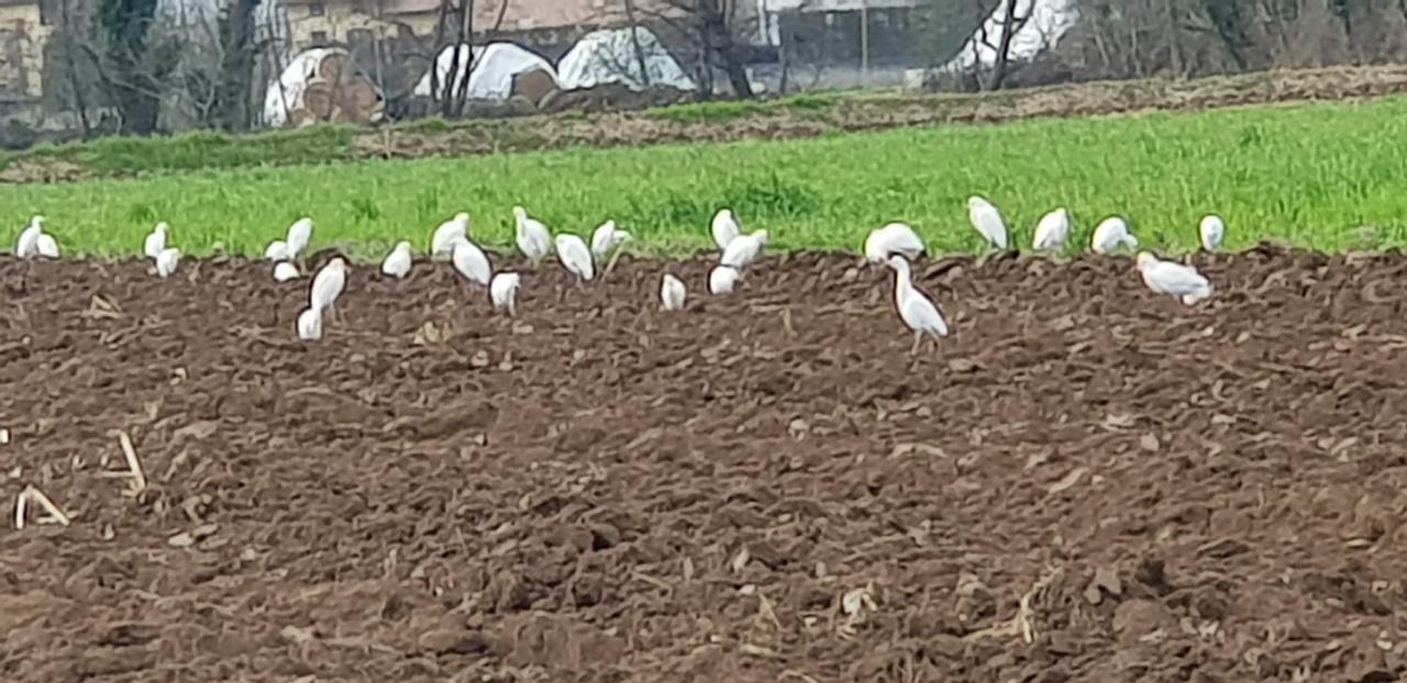 Az.Agr.Cascina Moretta Momo Екстериор снимка